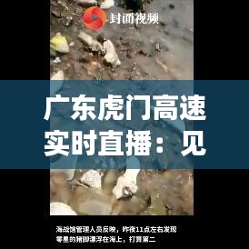 广东虎门高速实时直播：见证智慧交通的未来
