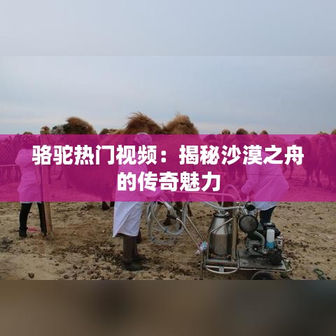 骆驼热门视频：揭秘沙漠之舟的传奇魅力