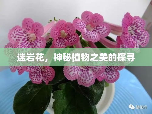 迷岩花，神秘植物之美的探寻
