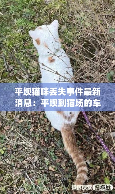 平坝猫咪丢失事件最新消息：平坝到猫场的车几点一班 