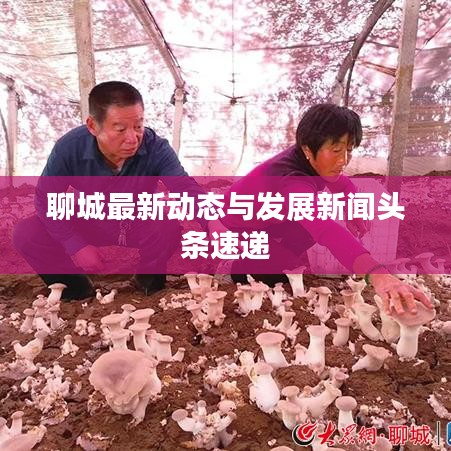 聊城最新动态与发展新闻头条速递