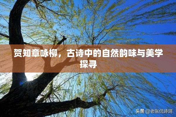 贺知章咏柳，古诗中的自然韵味与美学探寻