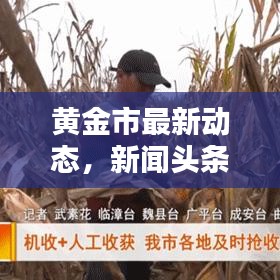 黄金市最新动态，新闻头条与深度解析
