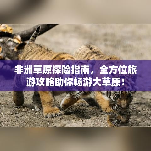 非洲草原探险指南，全方位旅游攻略助你畅游大草原！