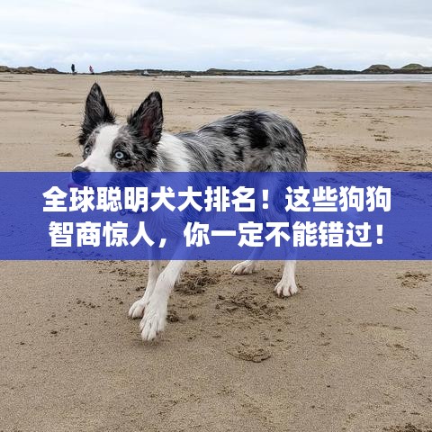 全球聪明犬大排名！这些狗狗智商惊人，你一定不能错过！