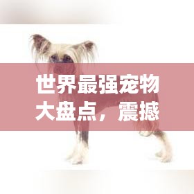 世界最强宠物大盘点，震撼力量与无限魅力探索！