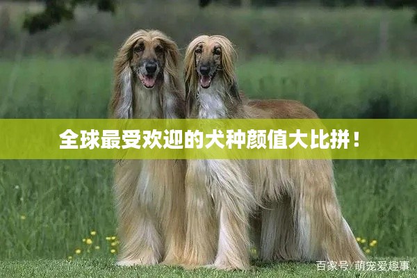 全球最受欢迎的犬种颜值大比拼！