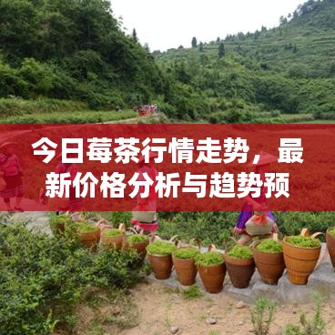 今日莓茶行情走势，最新价格分析与趋势预测