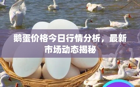 鹅蛋价格今日行情分析，最新市场动态揭秘