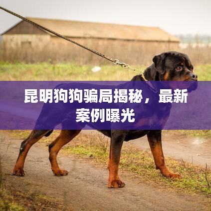 昆明狗狗骗局揭秘，最新案例曝光