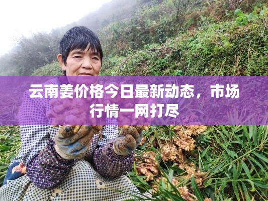 云南姜价格今日最新动态，市场行情一网打尽