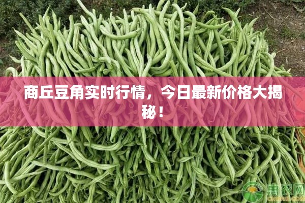 商丘豆角实时行情，今日最新价格大揭秘！