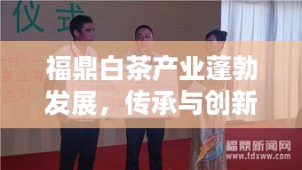福鼎白茶产业蓬勃发展，传承与创新共融的新闻头条