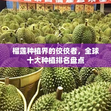 榴莲种植界的佼佼者，全球十大种植排名盘点