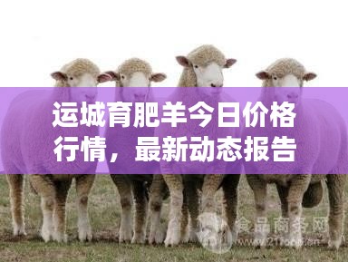 运城育肥羊今日价格行情，最新动态报告