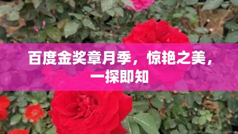 百度金奖章月季，惊艳之美，一探即知