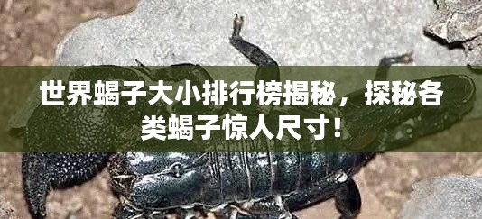 世界蝎子大小排行榜揭秘，探秘各类蝎子惊人尺寸！