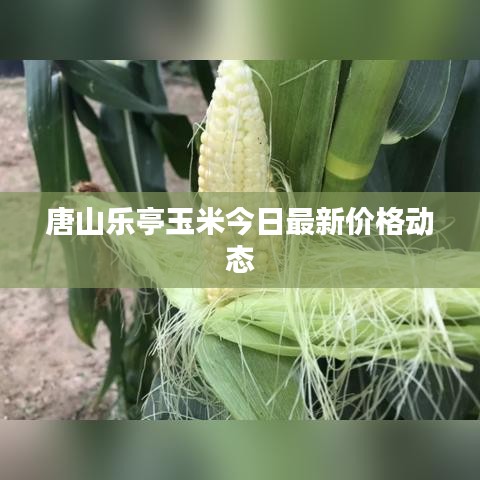 唐山乐亭玉米今日最新价格动态