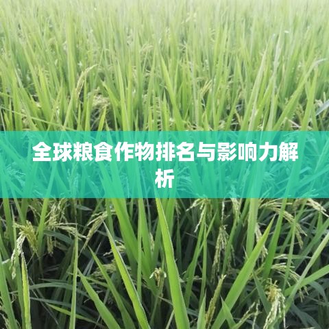 全球粮食作物排名与影响力解析