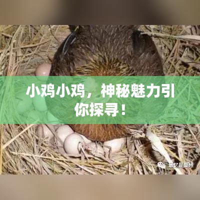 小鸡小鸡，神秘魅力引你探寻！