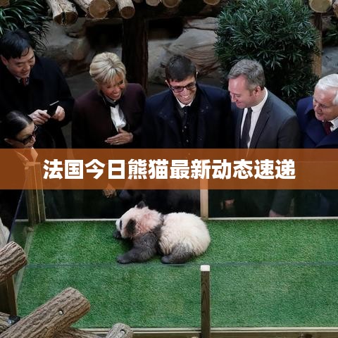 法国今日熊猫最新动态速递