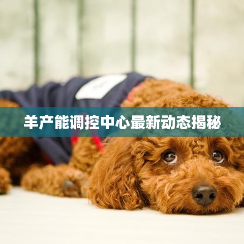 羊产能调控中心最新动态揭秘