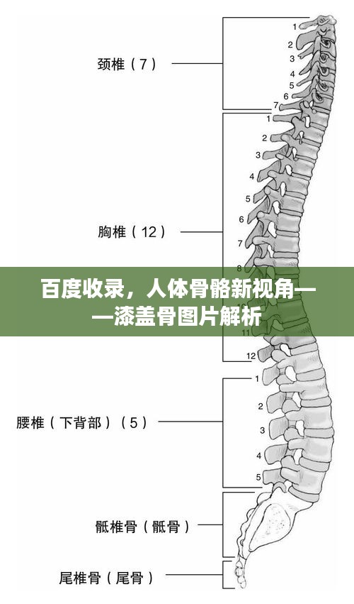 百度收录，人体骨骼新视角——漆盖骨图片解析