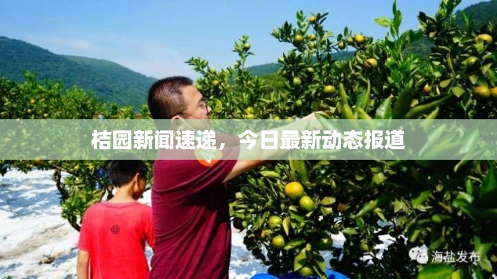 桔园新闻速递，今日最新动态报道