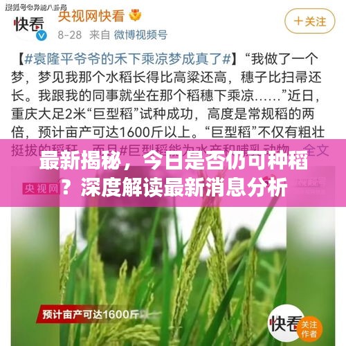 最新揭秘，今日是否仍可种稻？深度解读最新消息分析