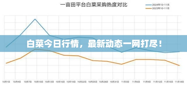 白菜今日行情，最新动态一网打尽！