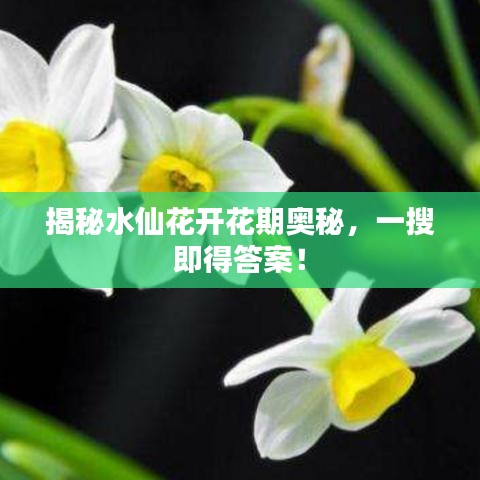 揭秘水仙花开花期奥秘，一搜即得答案！
