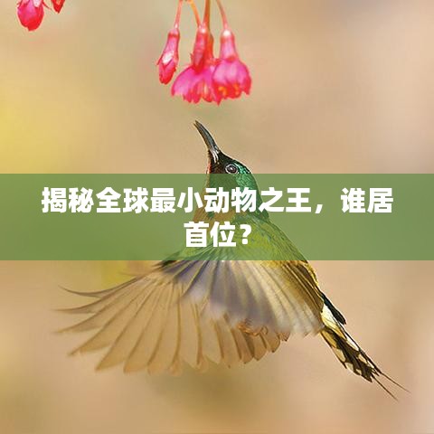 揭秘全球最小动物之王，谁居首位？