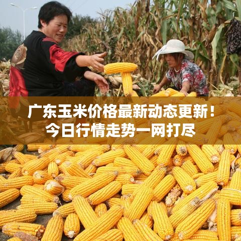 广东玉米价格最新动态更新！今日行情走势一网打尽