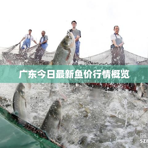 广东今日最新鱼价行情概览