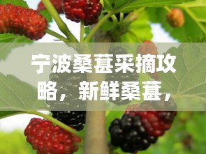 宁波桑葚采摘攻略，新鲜桑葚，尝鲜正当时！