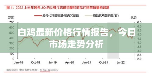 白鸡最新价格行情报告，今日市场走势分析
