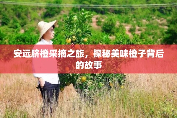 安远脐橙采摘之旅，探秘美味橙子背后的故事