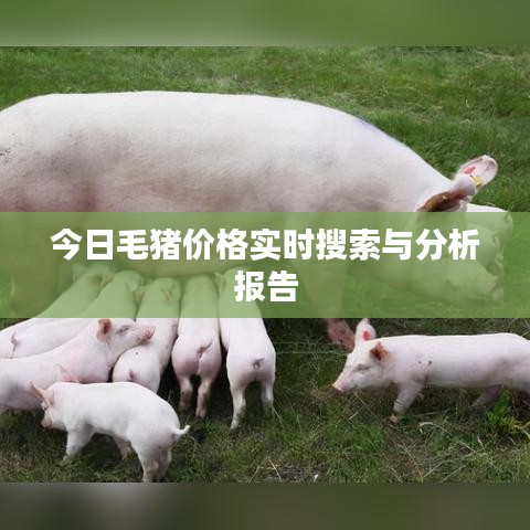 今日毛猪价格实时搜索与分析报告