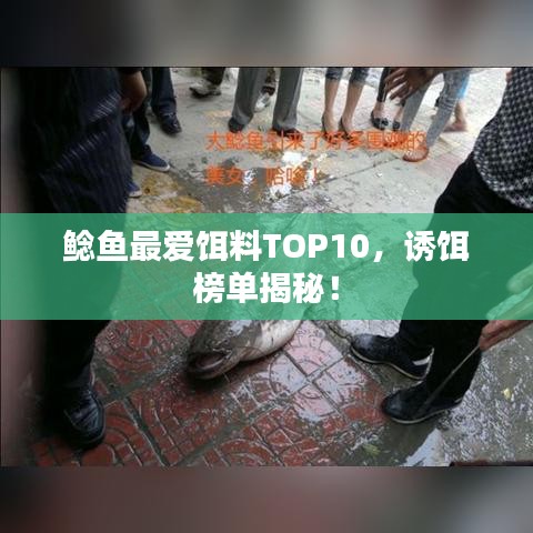 鲶鱼最爱饵料TOP10，诱饵榜单揭秘！