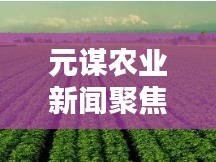 飞扬拨扈