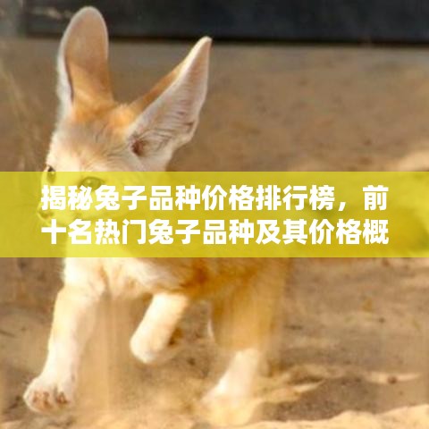 揭秘兔子品种价格排行榜，前十名热门兔子品种及其价格概览