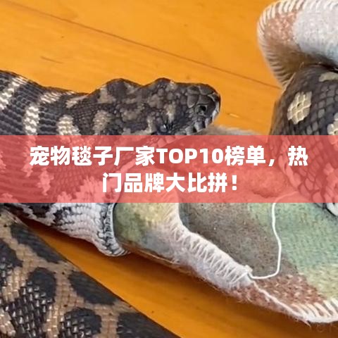 宠物毯子厂家TOP10榜单，热门品牌大比拼！