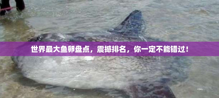 世界最大鱼卵盘点，震撼排名，你一定不能错过！
