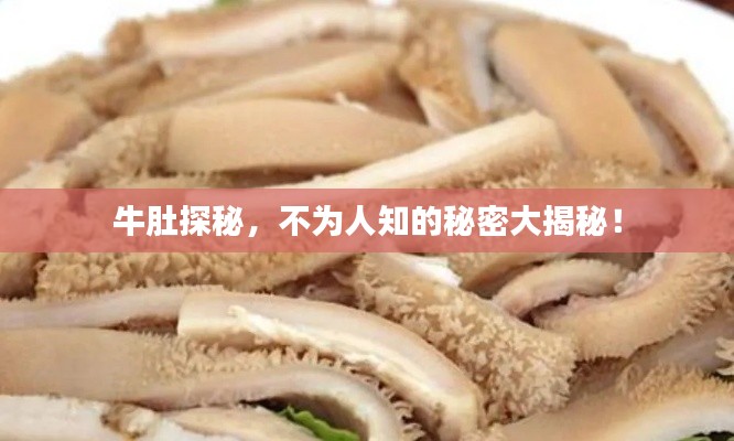 牛肚探秘，不为人知的秘密大揭秘！