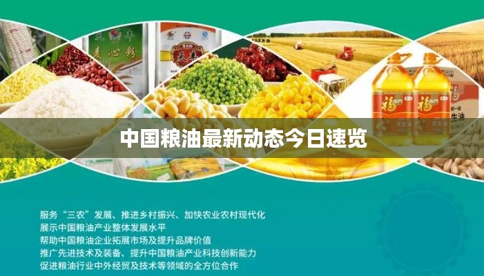 中国粮油最新动态今日速览