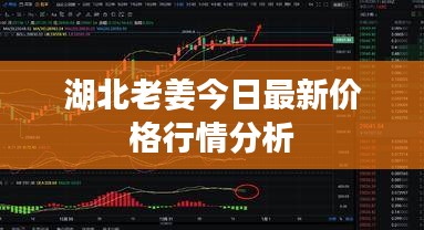 湖北老姜今日最新价格行情分析
