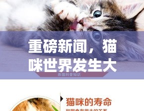 重磅新闻，猫咪世界发生大事件！
