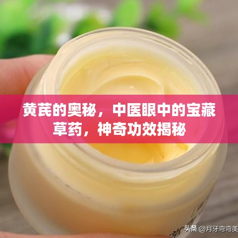 黄芪的奥秘，中医眼中的宝藏草药，神奇功效揭秘