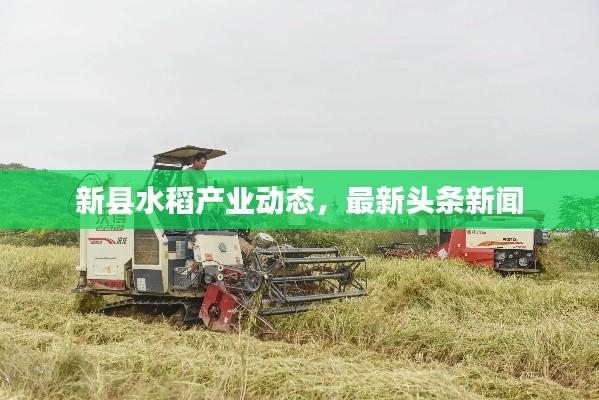新县水稻产业动态，最新头条新闻