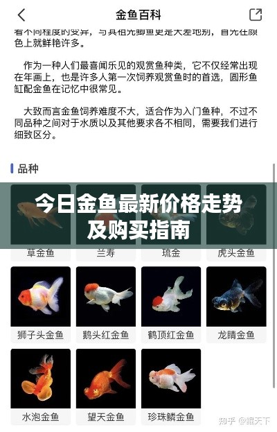 今日金鱼最新价格走势及购买指南